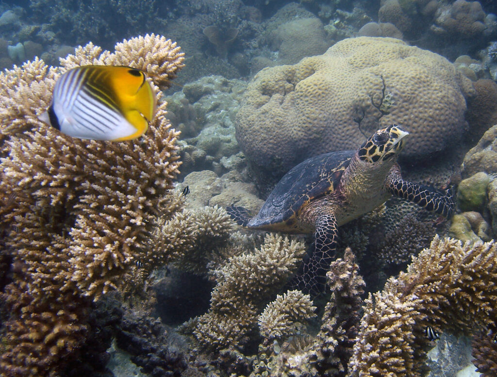 Hawksbill Turtle _ Threadfin Butterflyfish in a branching Arcopora Garden Salomon Lagoon near Ile Boddam_2006_turtle_(c) Jon Slayer.